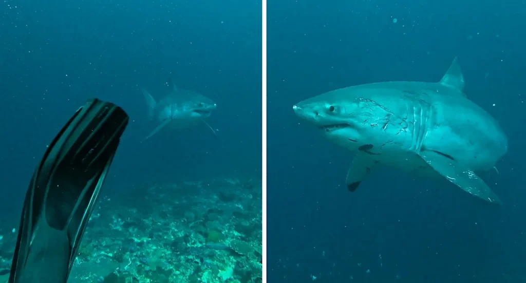 divers in nusa penida approached by 5 meter great white shark