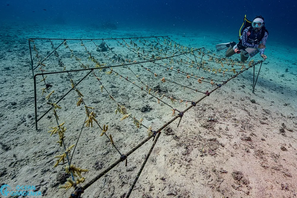 restoring coral reefs in nusa penida locally known as Ped Reef