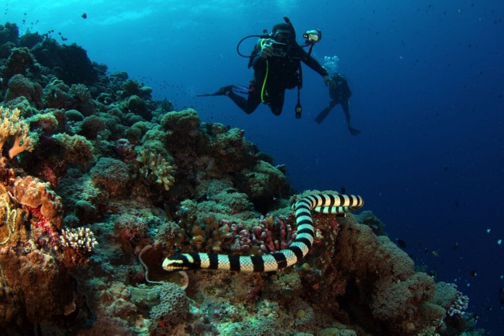 diving Nusa Penida with manta rays and coral reefs