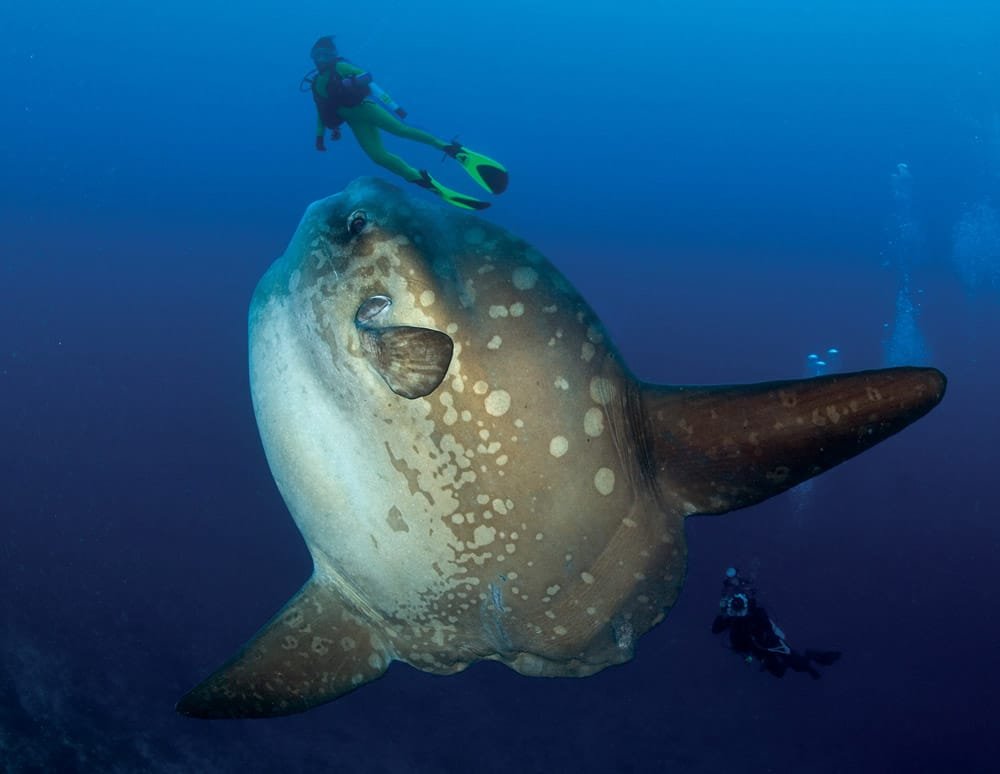 diving Nusa Penida with manta rays and coral reefs
